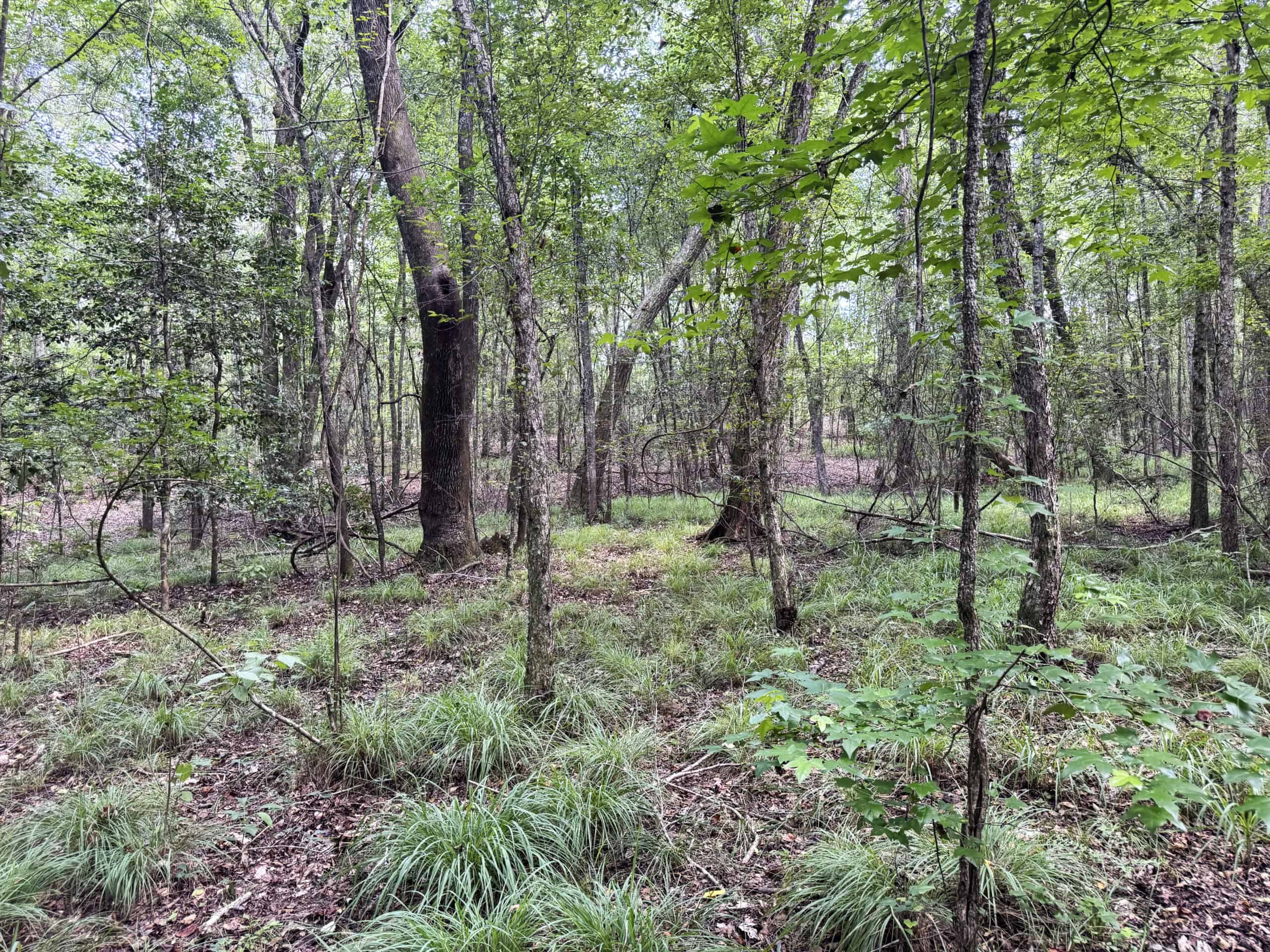 Cotton House Tract: premier 545ac hunting & recreational property in Randolph Cty