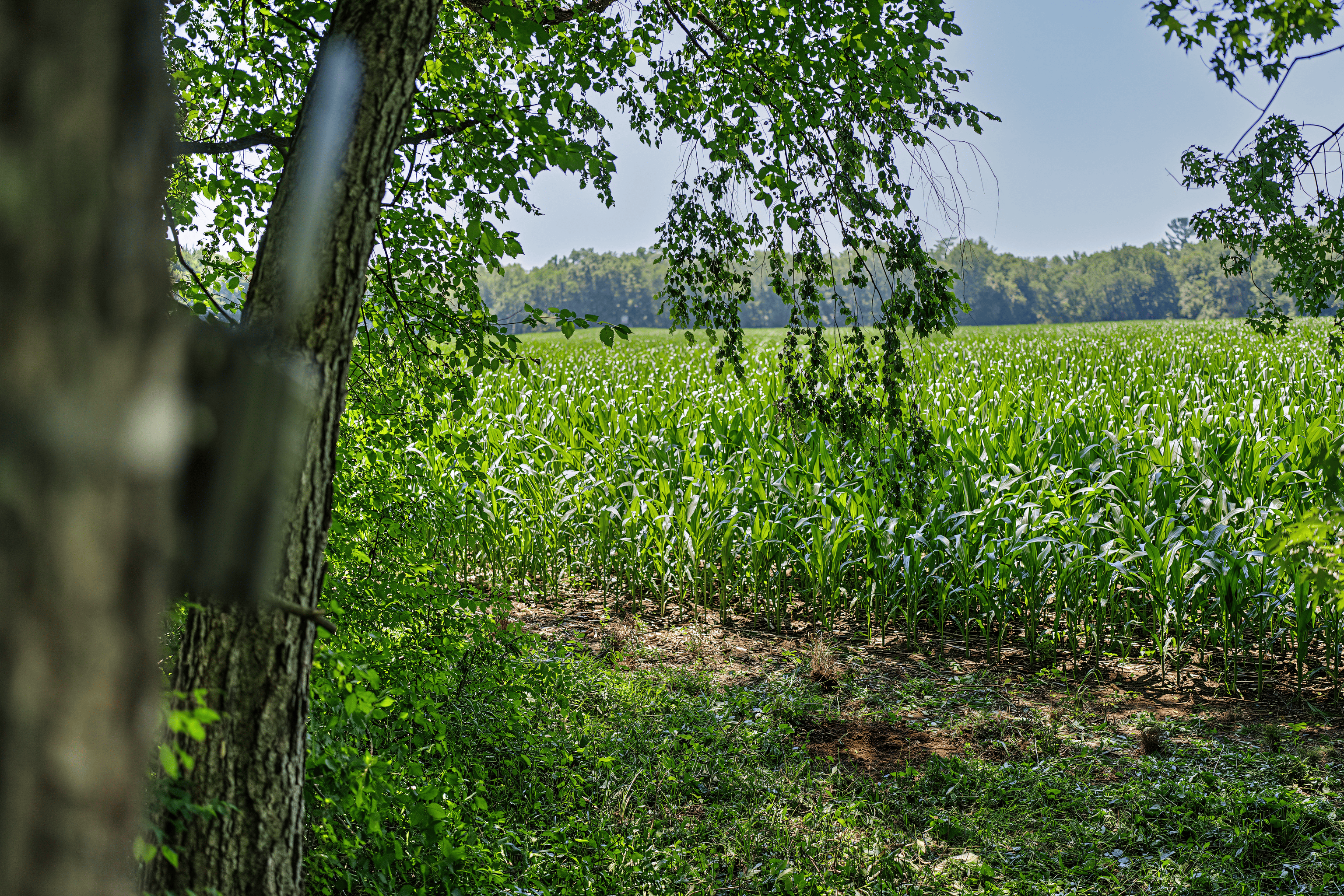 235± ACRE BLACK RIVER WATERFRONT & RECREATIONAL ESTATE