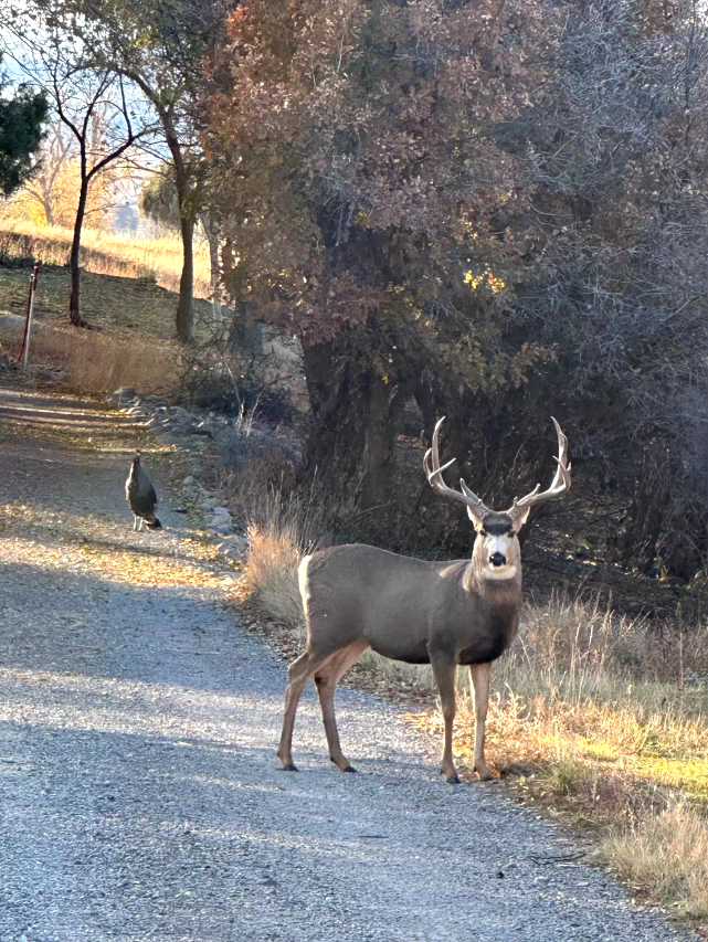 Elk Vista Ranch: Mountain Home & Acreage For Sale in Paonia, CO