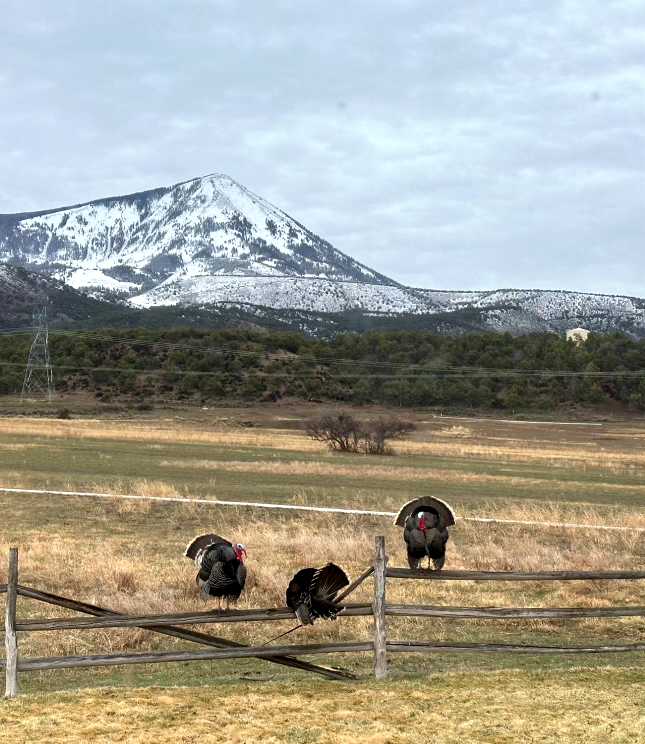 Elk Vista Ranch: Mountain Home & Acreage For Sale in Paonia, CO