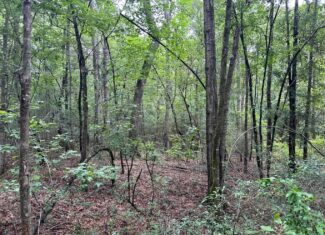 Tuckers Crossing 31 – Land for Sale Jones County, MS
