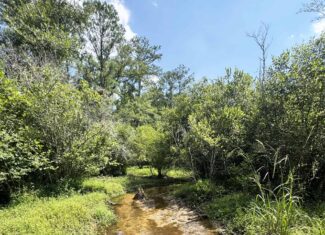 Cotton House Tract: premier 545ac hunting & recreational property in Randolph Cty