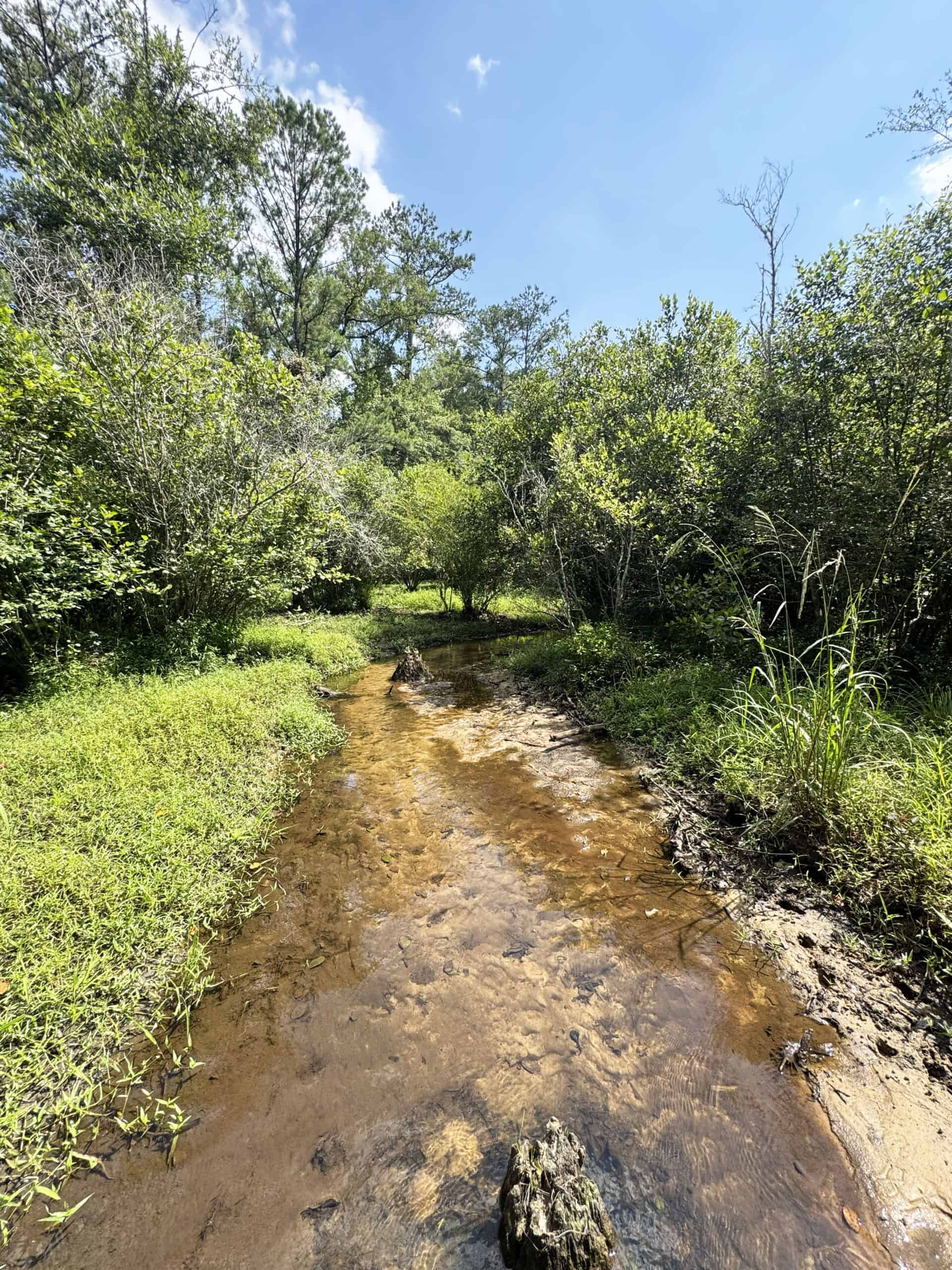 Cotton House Tract: premier 545ac hunting & recreational property in Randolph Cty