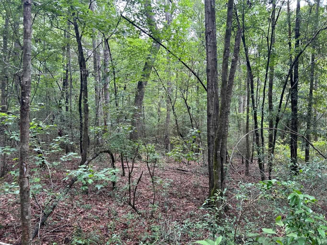 Tuckers Crossing 31 – Land for Sale Jones County, MS