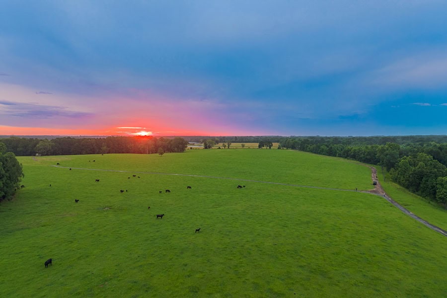 East TX Cattle Ranch & Hunting Land, Marshall Tx For Sale