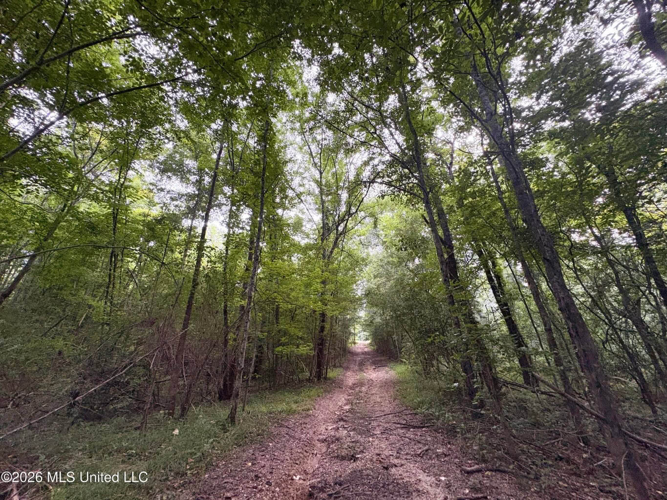 57 Acres Hunting Land for Sale in Gloster MS