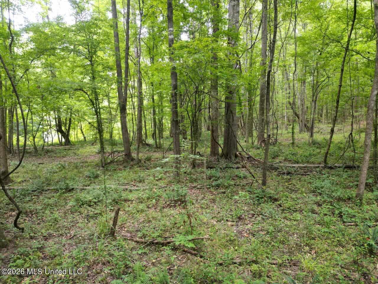 98± Acres in Natchez, MS on Second Creek
