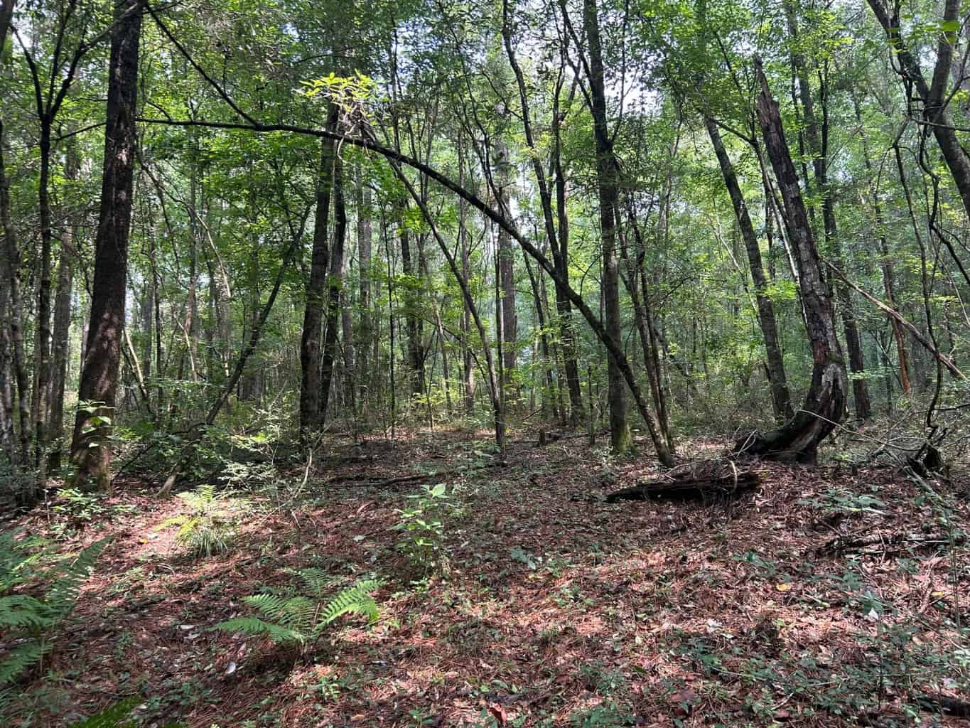 Tuckers Crossing 31 – Land for Sale Jones County, MS