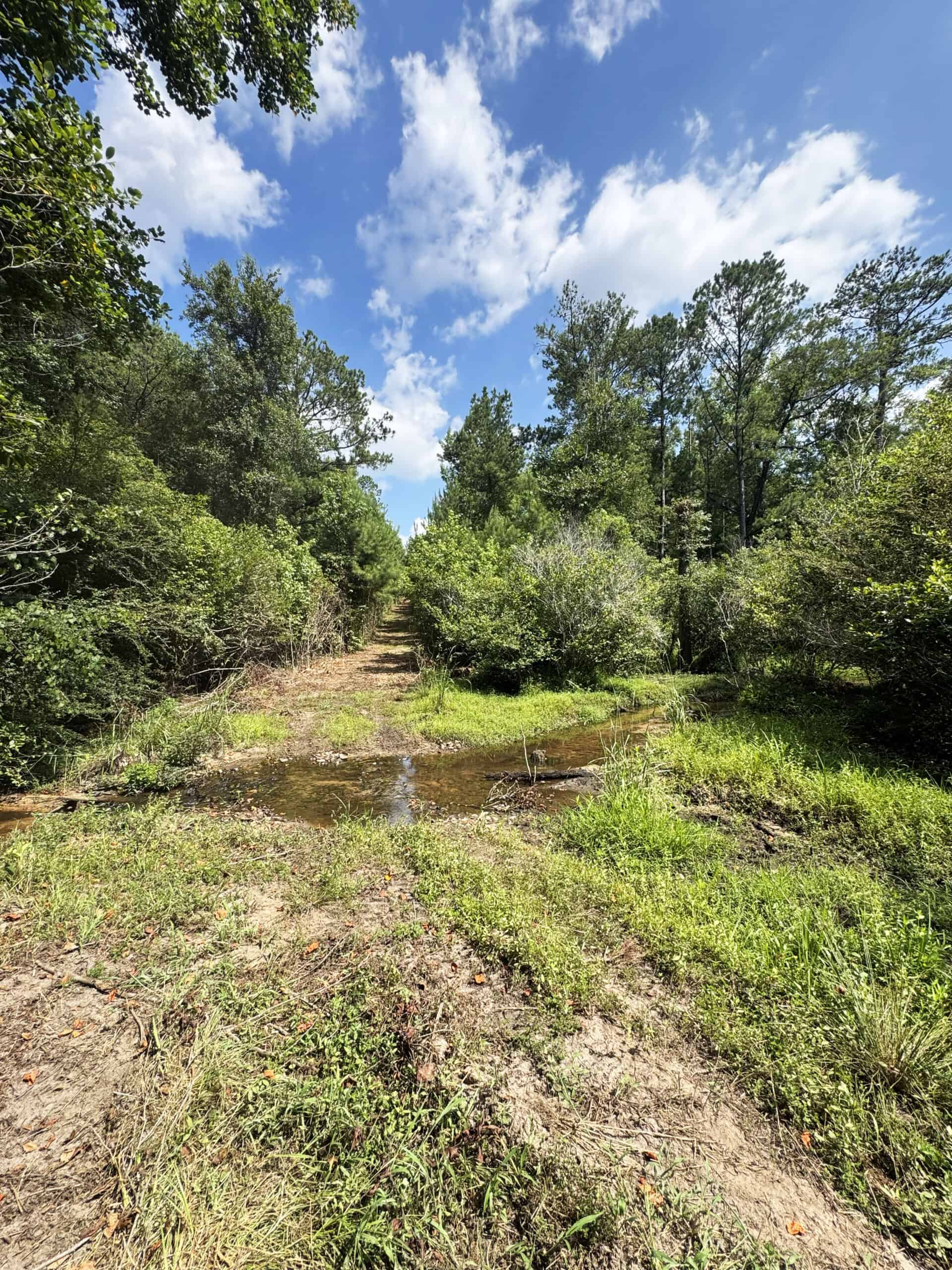 Cotton House Tract: premier 545ac hunting & recreational property in Randolph Cty