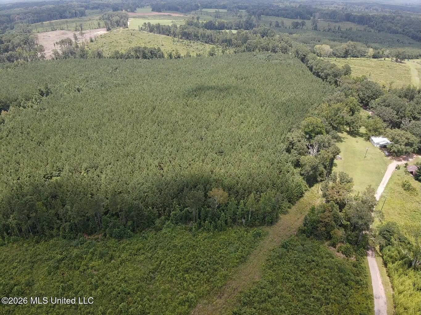 37 Acres for Sale in Morton, MS | Wooded Land