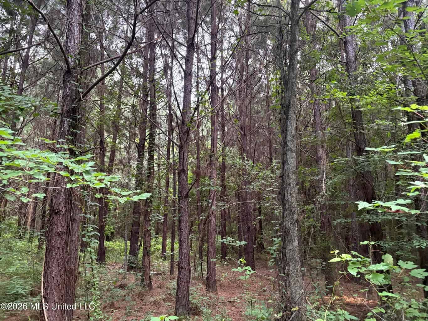 57 Acres Hunting Land for Sale in Gloster MS