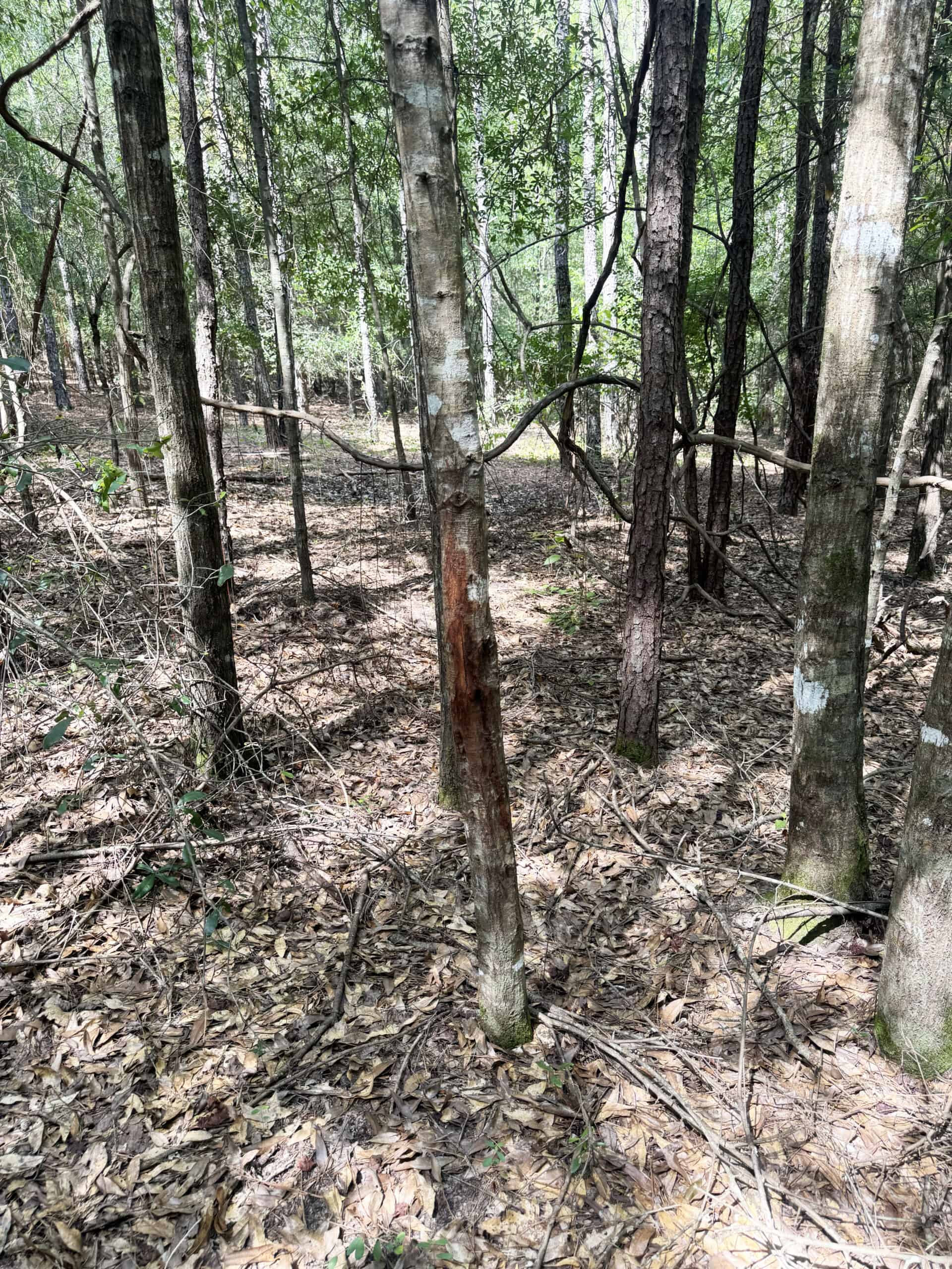 Cotton House Tract: premier 545ac hunting & recreational property in Randolph Cty