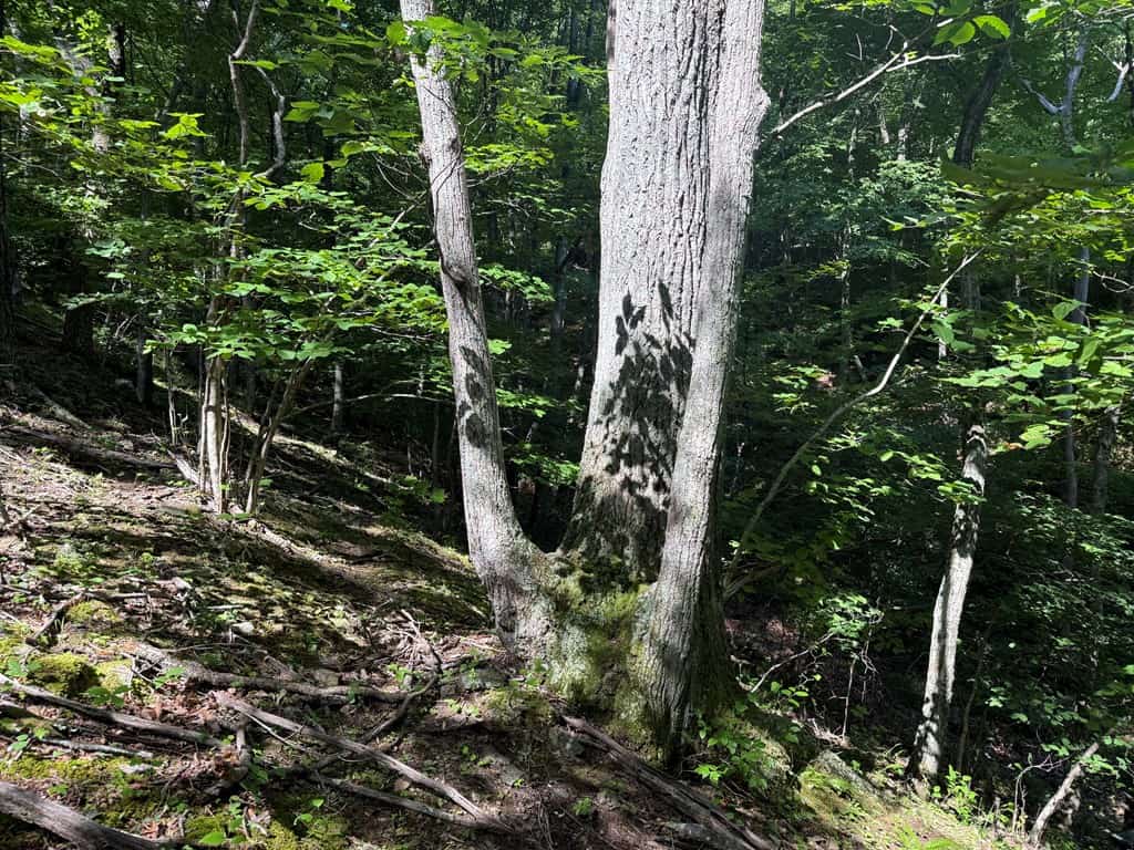 93± Acres of Secluded Hunting & Homesite Land in VA