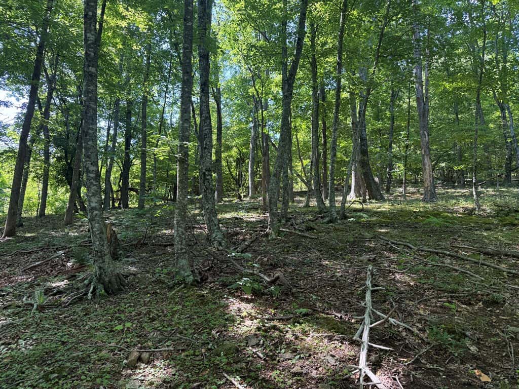 93± Acres of Secluded Hunting & Homesite Land in VA