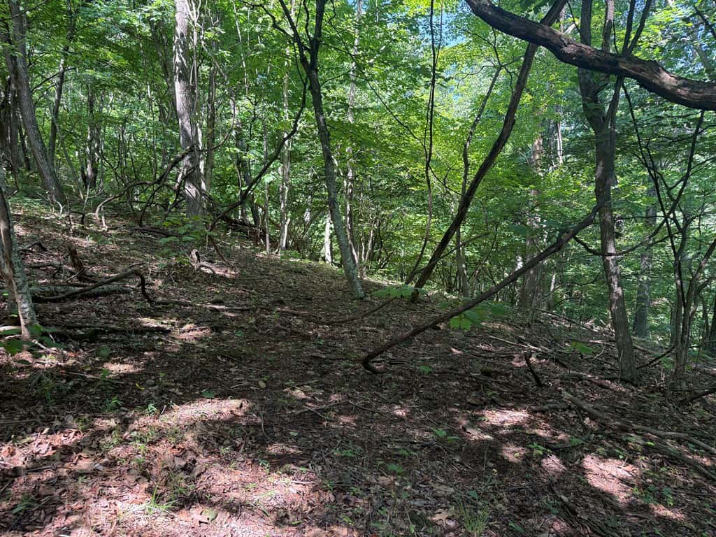 93± Acres of Secluded Hunting & Homesite Land in VA