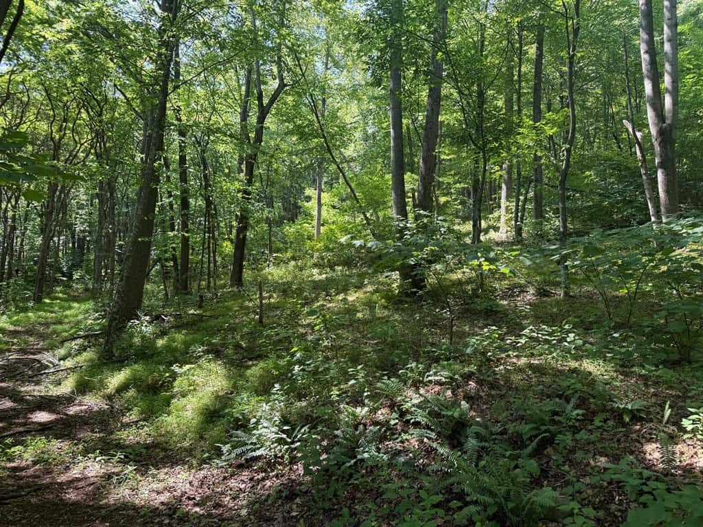 93± Acres of Secluded Hunting & Homesite Land in VA