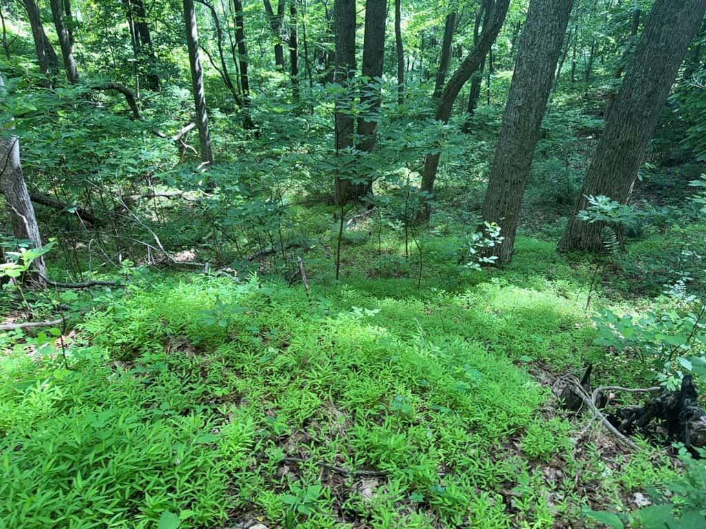 93± Acres of Secluded Hunting & Homesite Land in VA