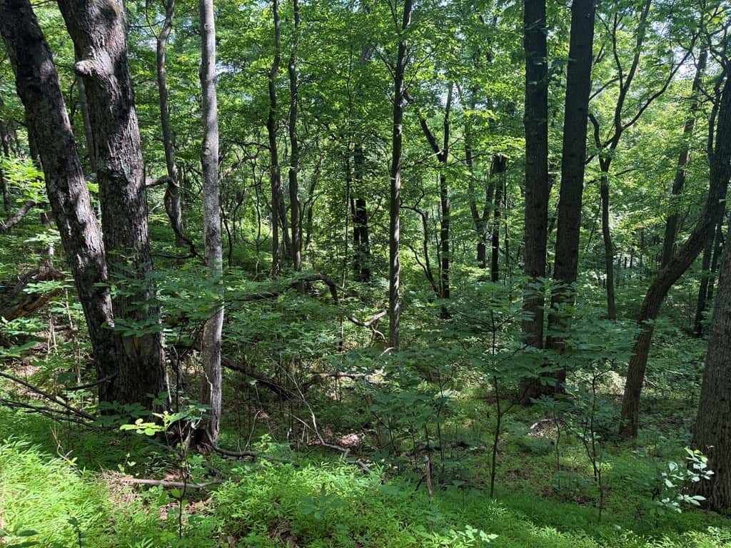 93± Acres of Secluded Hunting & Homesite Land in VA