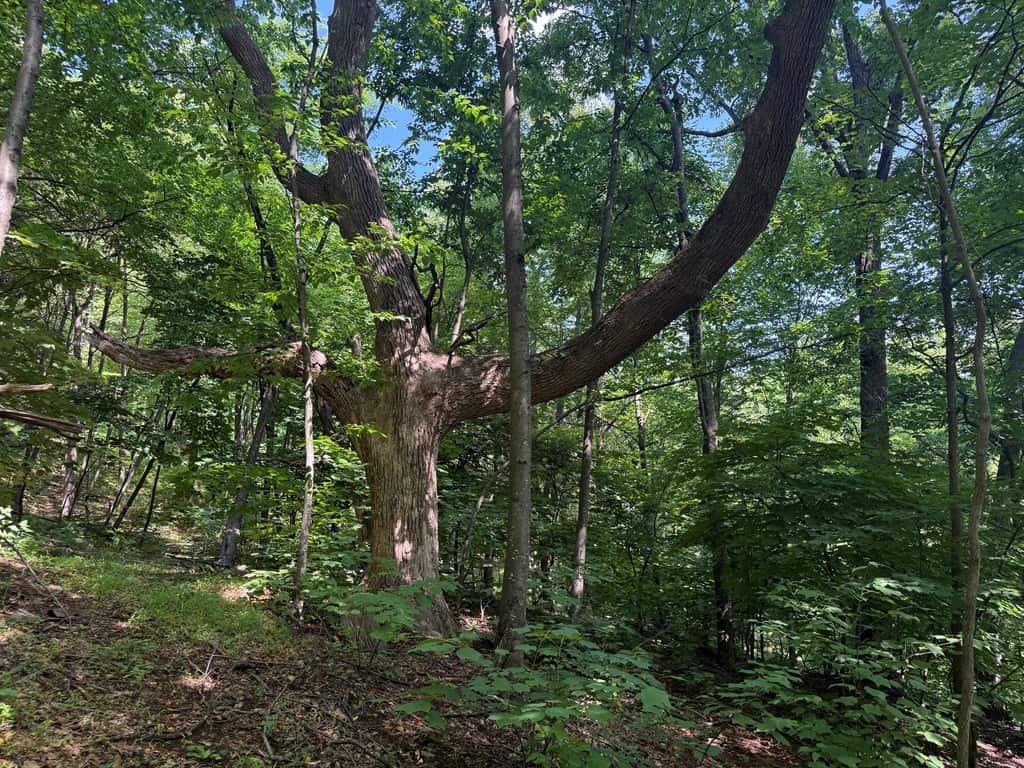 93± Acres of Secluded Hunting & Homesite Land in VA