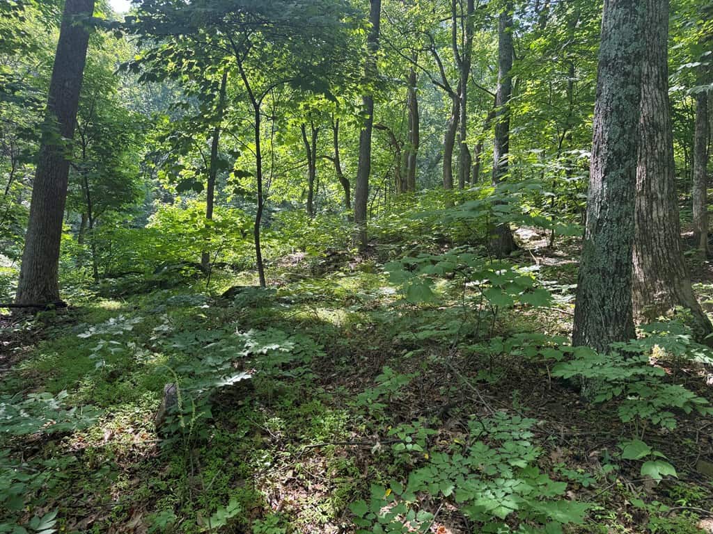 93± Acres of Secluded Hunting & Homesite Land in VA
