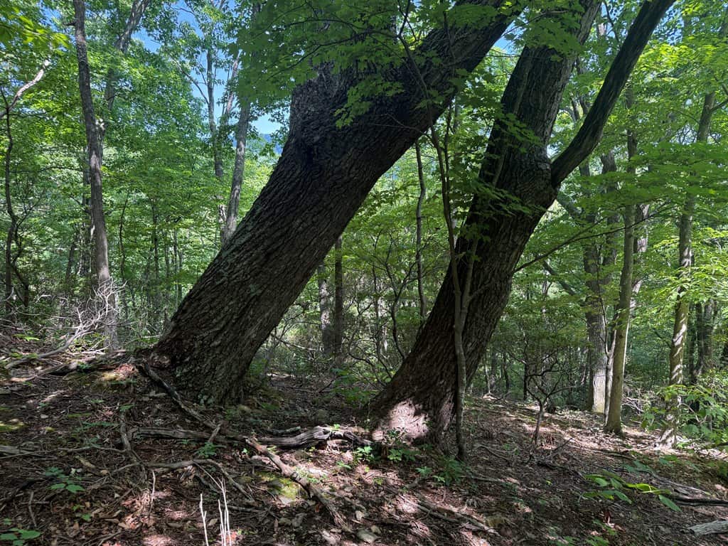 93± Acres of Secluded Hunting & Homesite Land in VA