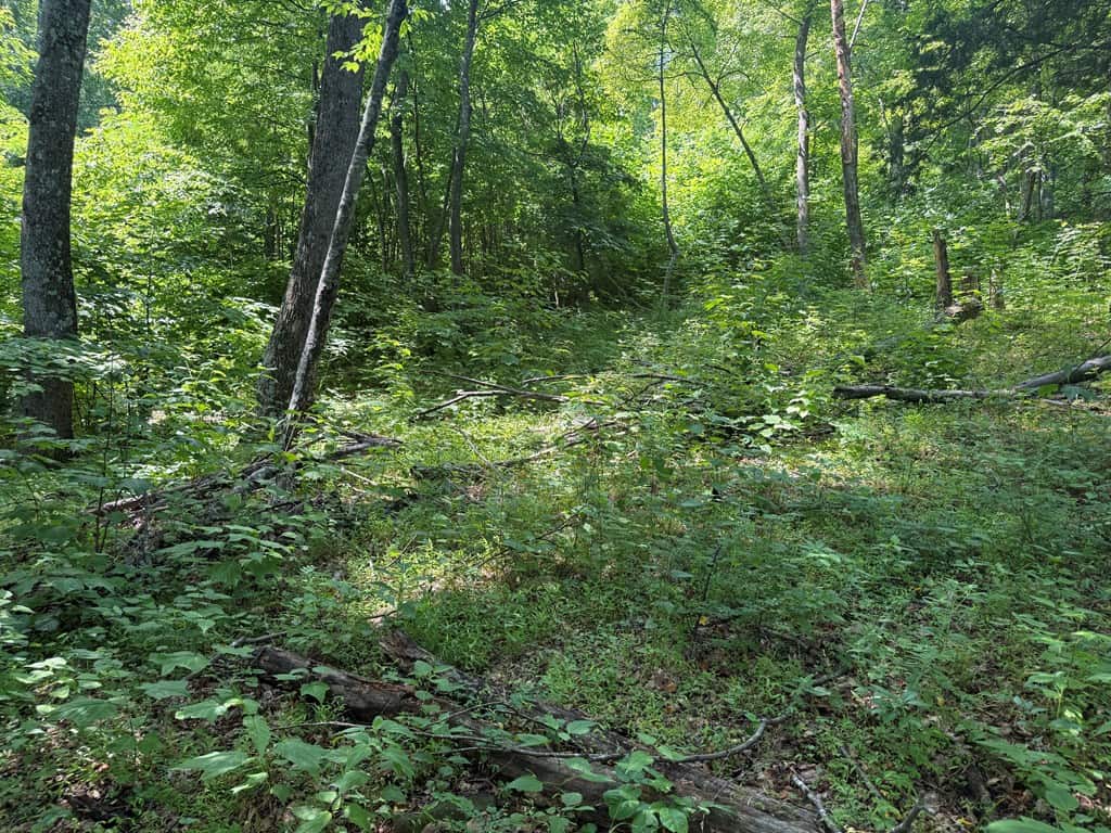 93± Acres of Secluded Hunting & Homesite Land in VA