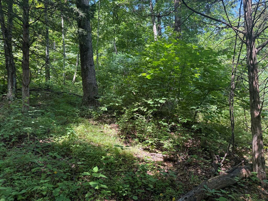 93± Acres of Secluded Hunting & Homesite Land in VA
