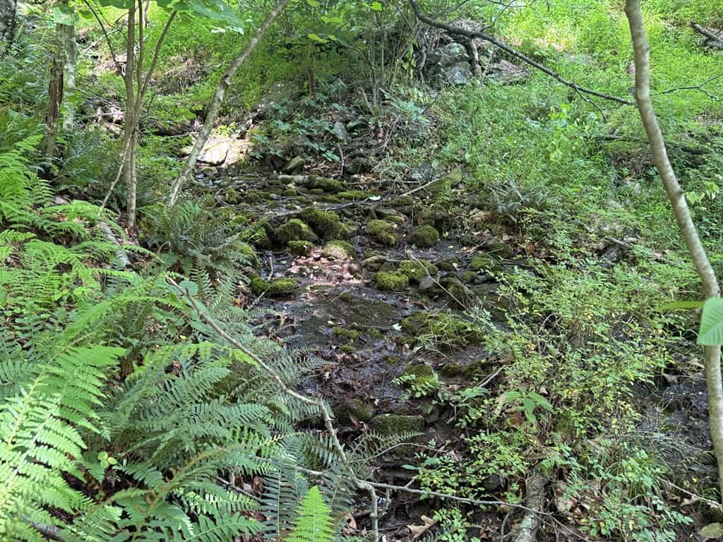 93± Acres of Secluded Hunting & Homesite Land in VA
