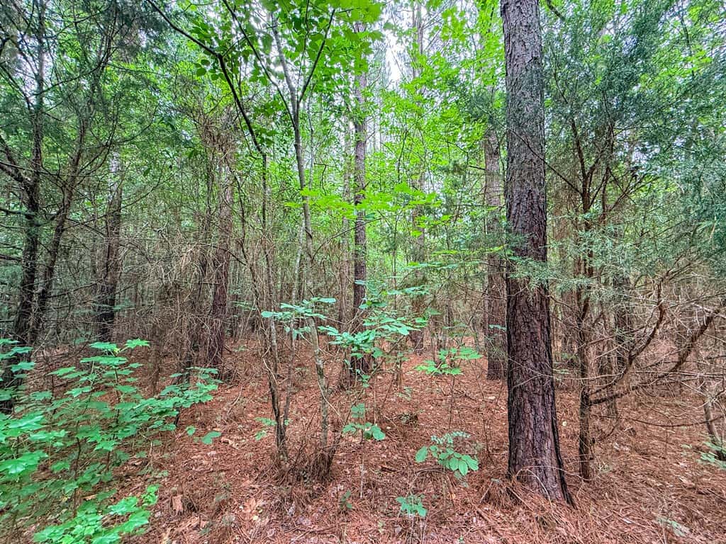 Private 31.5-Acre Retreat Bordering Virginia State Land