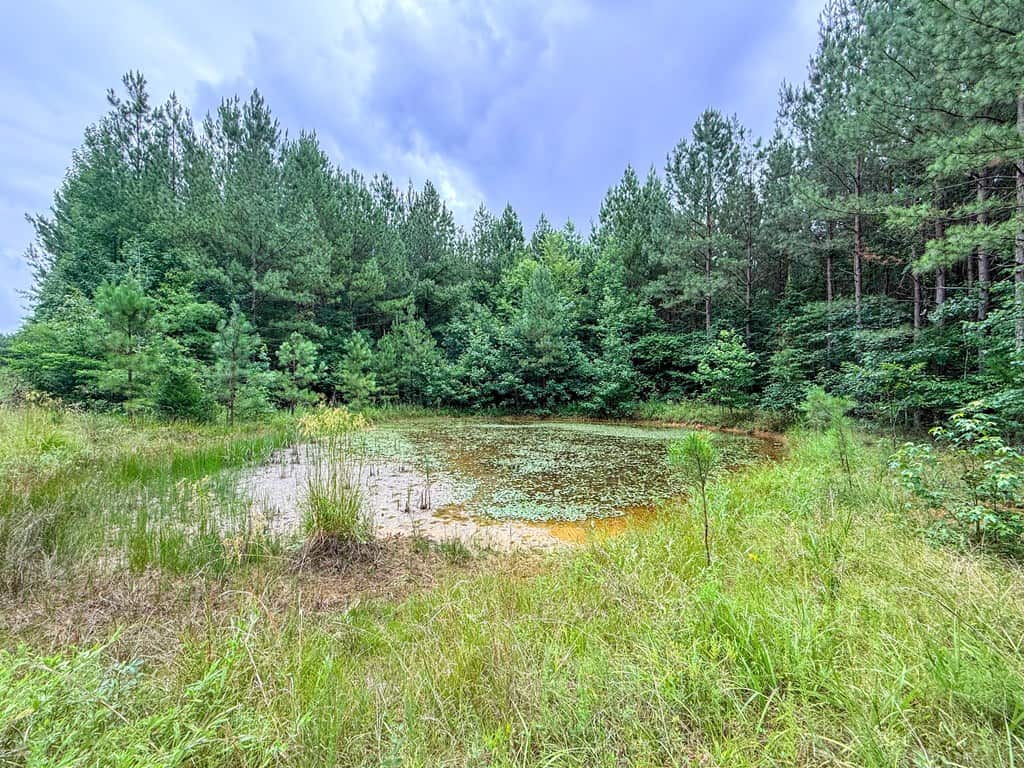 Private 31.5-Acre Retreat Bordering Virginia State Land