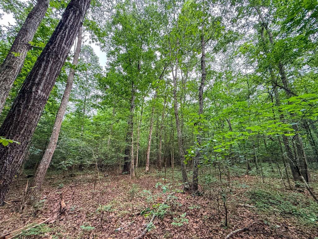 Private 31.5-Acre Retreat Bordering Virginia State Land