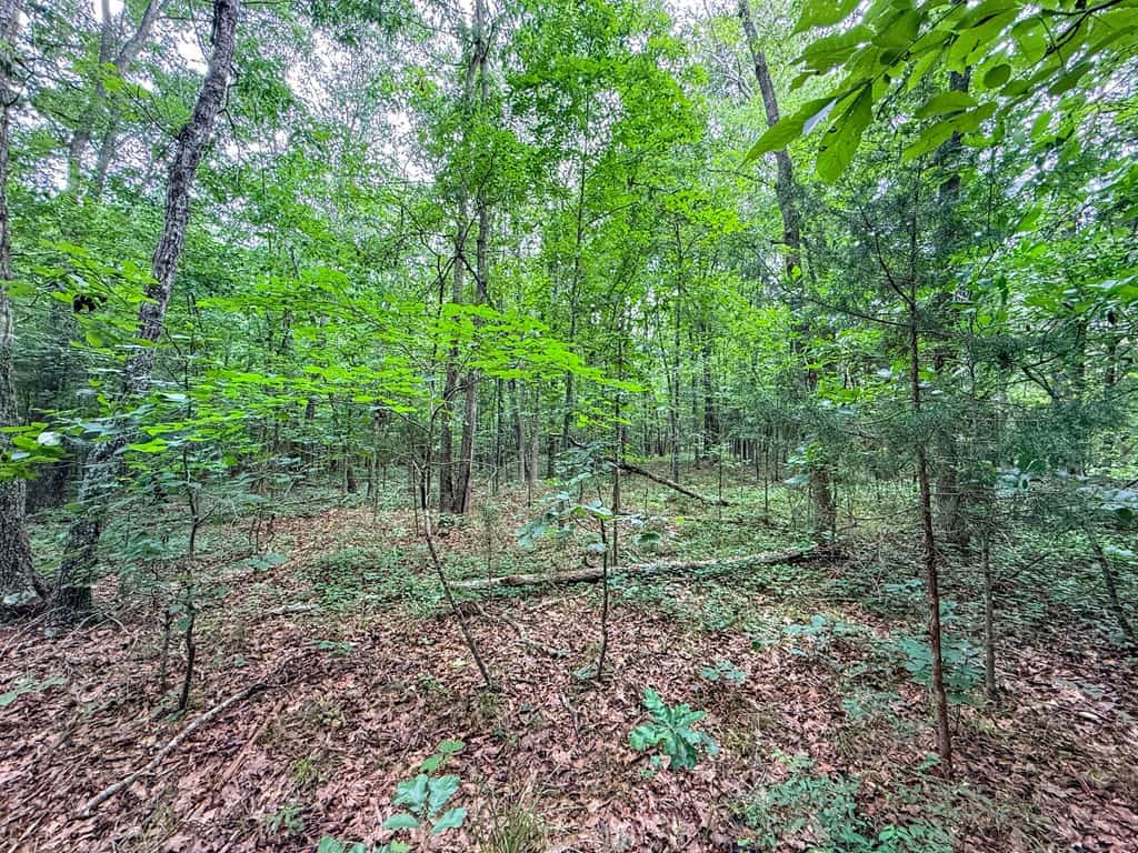 Private 31.5-Acre Retreat Bordering Virginia State Land