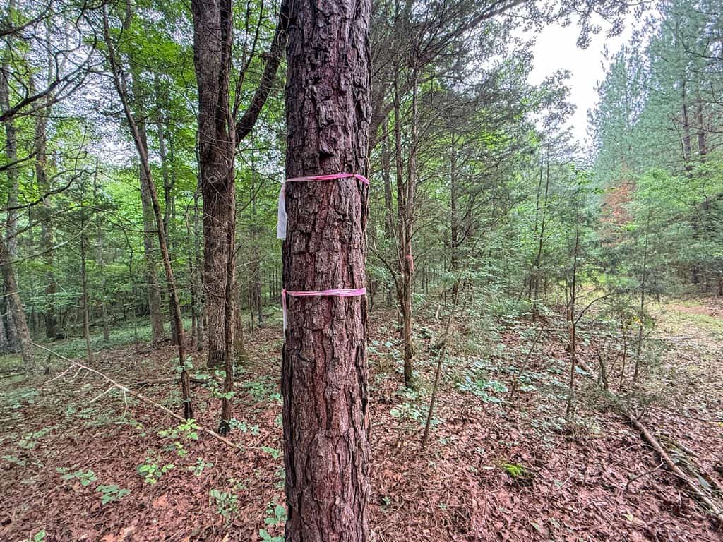 Private 31.5-Acre Retreat Bordering Virginia State Land