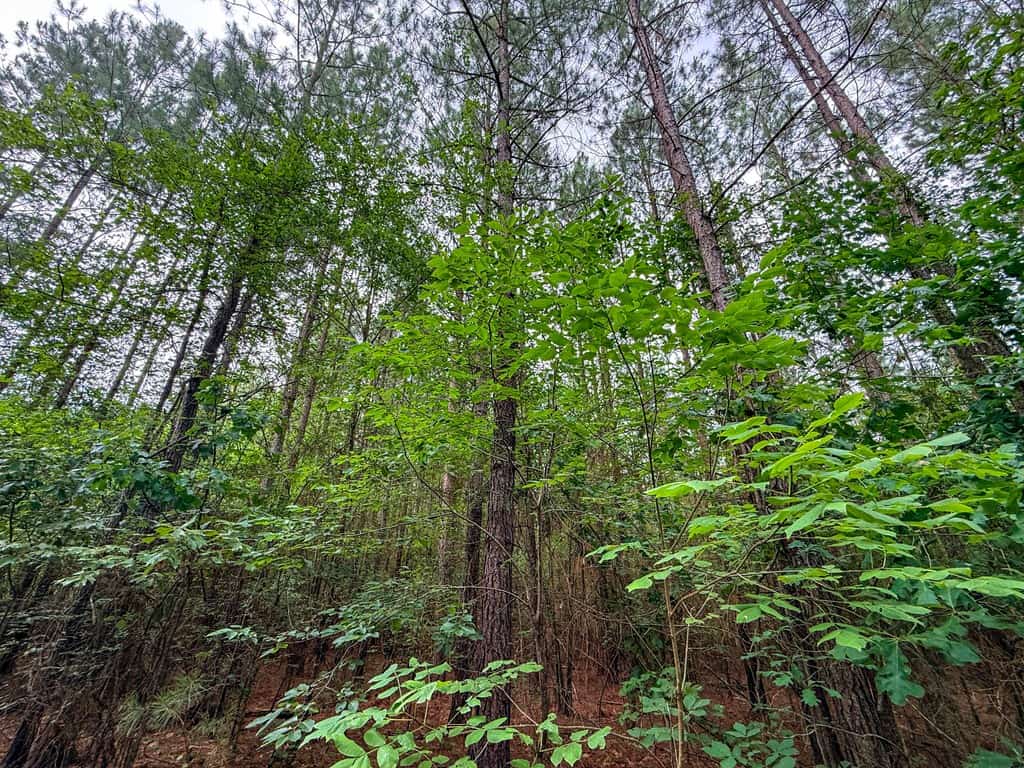 Private 31.5-Acre Retreat Bordering Virginia State Land