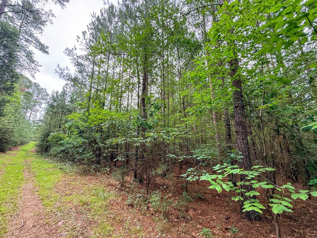 Private 31.5-Acre Retreat Bordering Virginia State Land