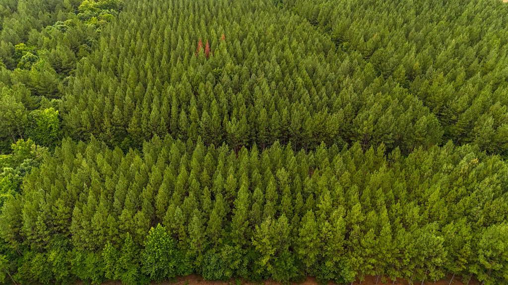 Private 31.5-Acre Retreat Bordering Virginia State Land