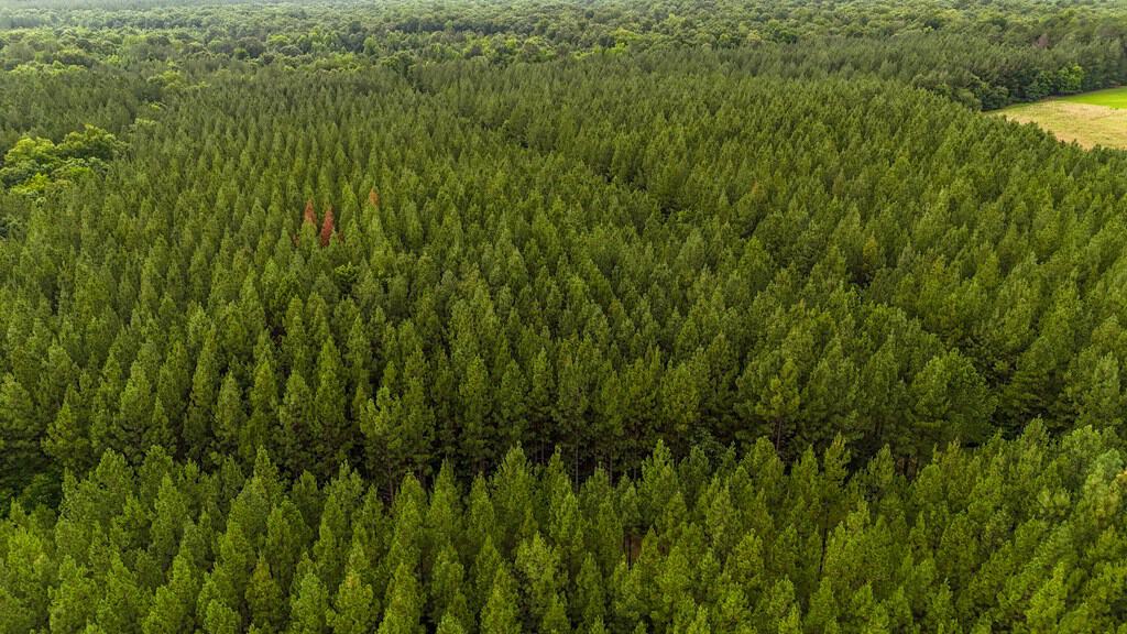 Private 31.5-Acre Retreat Bordering Virginia State Land
