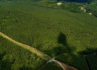 Wileman Wonder!! Premier 108.71-Acre Hunting & Timber Tract