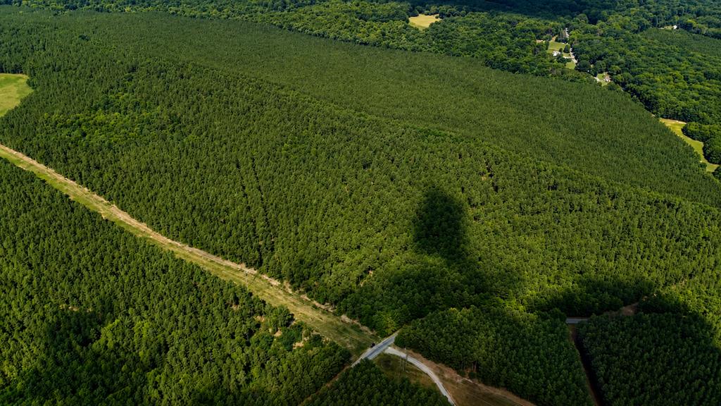 Wileman Wonder!! Premier 108.71-Acre Hunting & Timber Tract