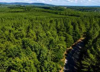 Wileman Wonder!! Premier 108.71-Acre Hunting & Timber Tract