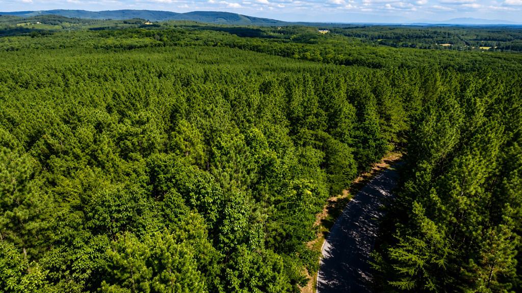Wileman Wonder!! Premier 108.71-Acre Hunting & Timber Tract