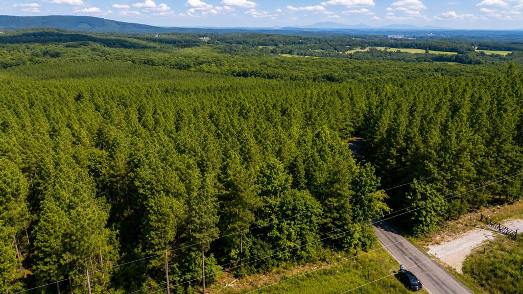 Wileman Wonder!! Premier 108.71-Acre Hunting & Timber Tract