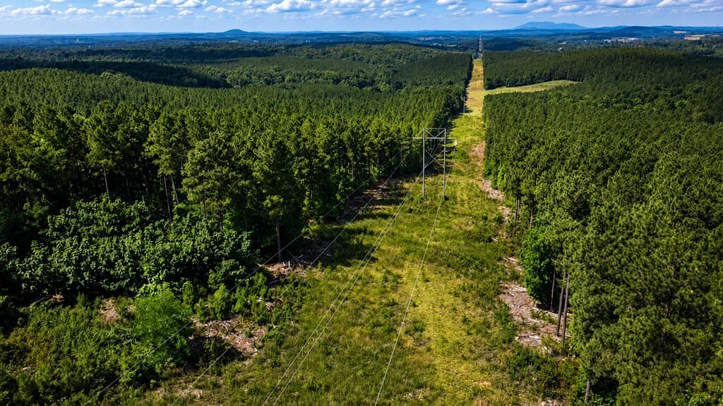 Wileman Wonder!! Premier 108.71-Acre Hunting & Timber Tract