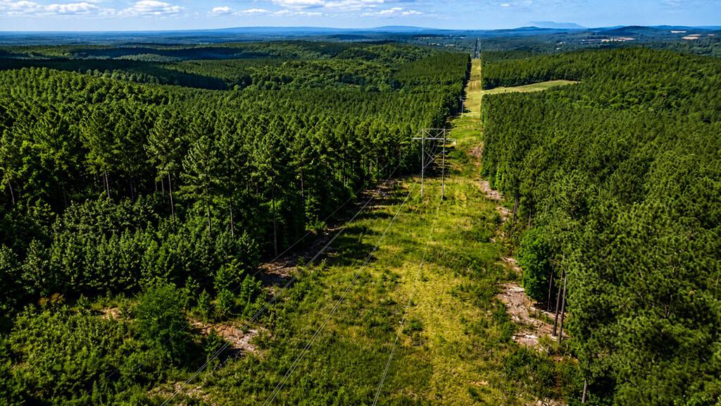 Wileman Wonder!! Premier 108.71-Acre Hunting & Timber Tract