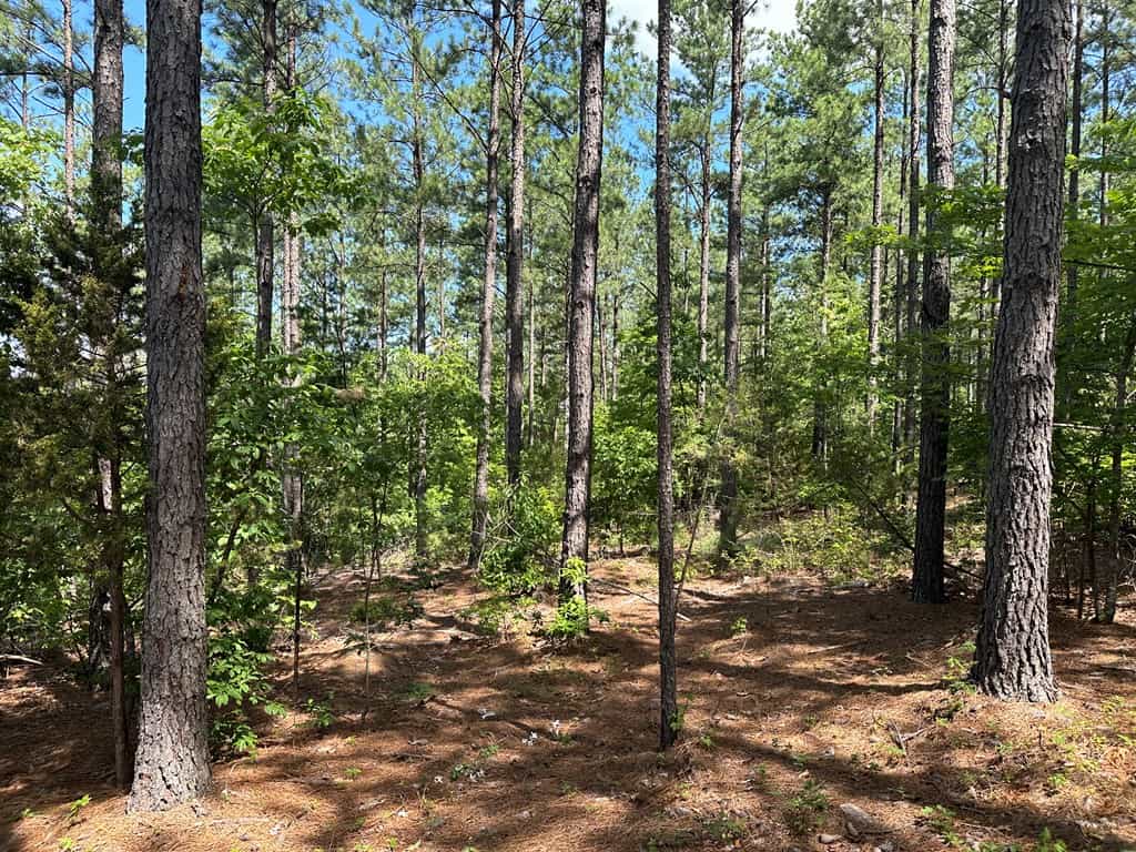 Wileman Wonder!! Premier 108.71-Acre Hunting & Timber Tract