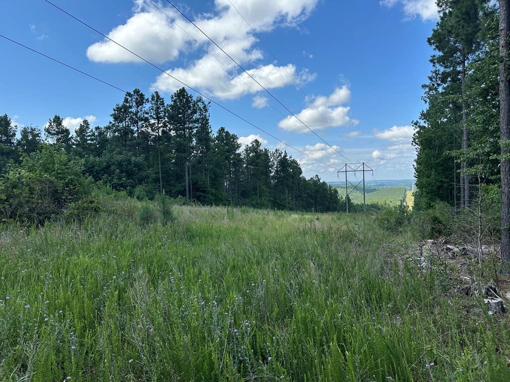Wileman Wonder!! Premier 108.71-Acre Hunting & Timber Tract