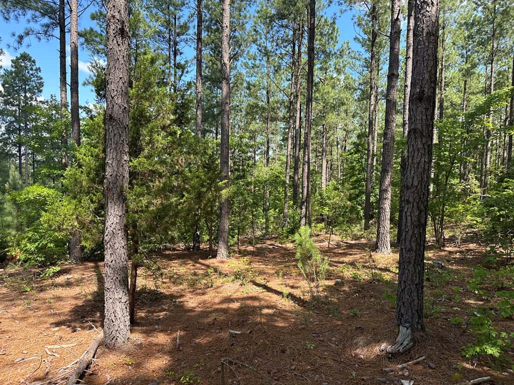 Wileman Wonder!! Premier 108.71-Acre Hunting & Timber Tract