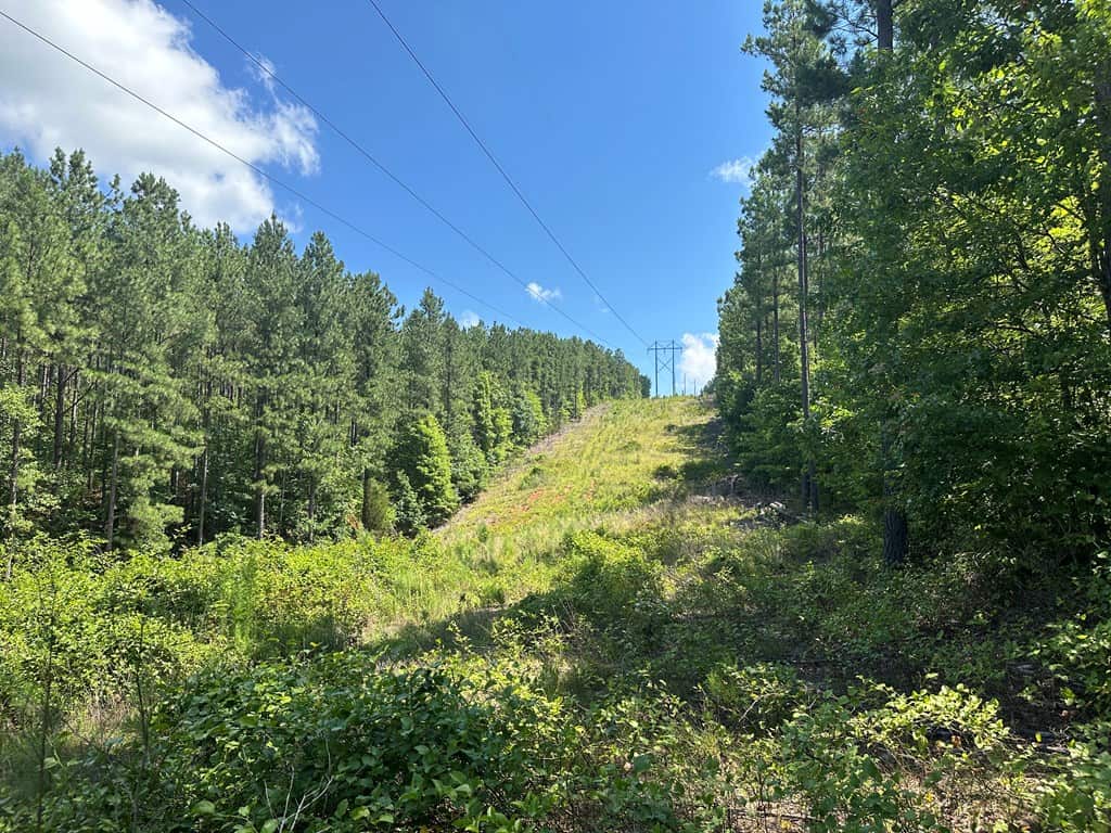 Wileman Wonder!! Premier 108.71-Acre Hunting & Timber Tract