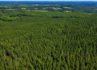 Wileman Wonder!! Premier 108.71-Acre Hunting & Timber Tract
