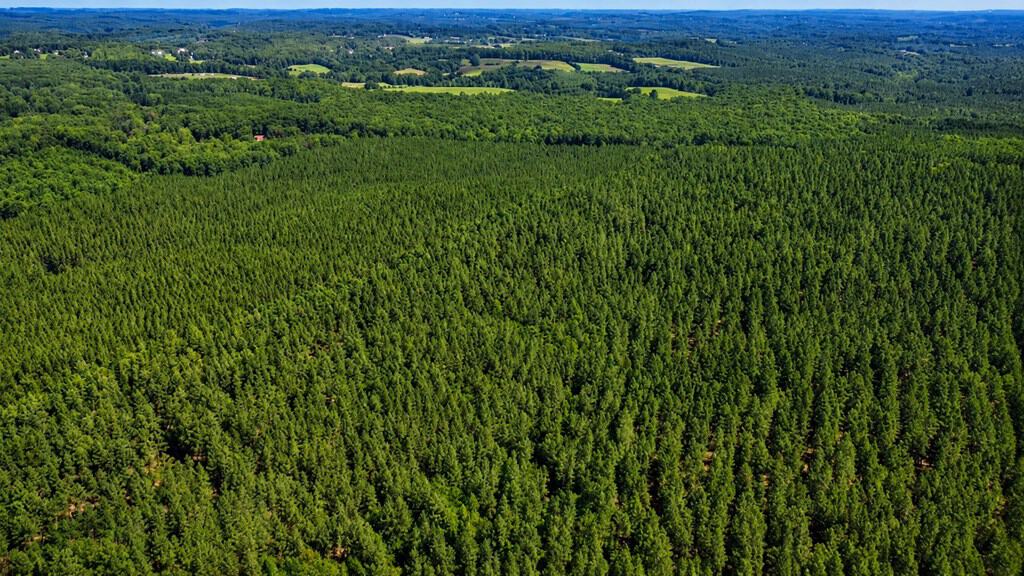 Wileman Wonder!! Premier 108.71-Acre Hunting & Timber Tract